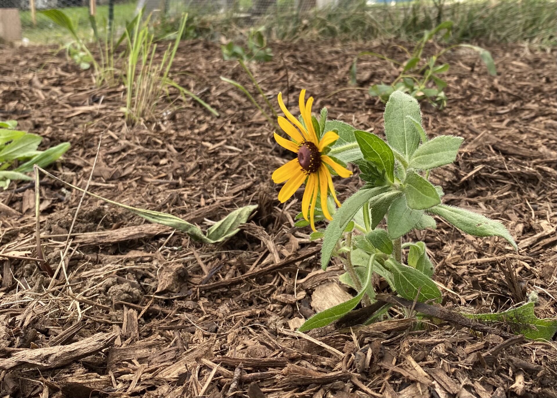 Yellow flower in a garden