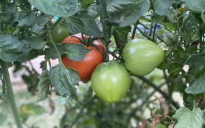 Tomato Garden