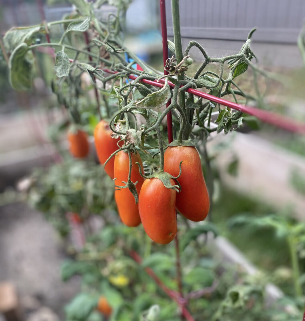 tomatoes on trellis