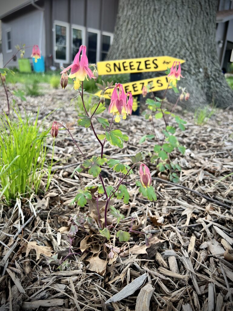 native plants and lawn sign