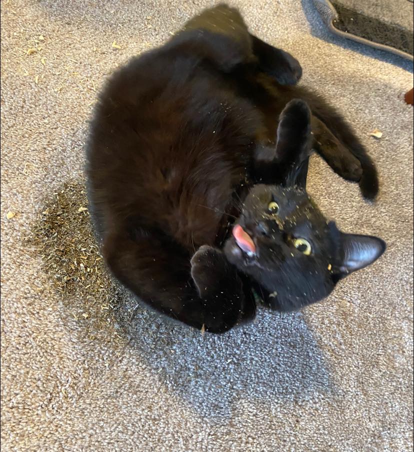 Apollo in catnip bath