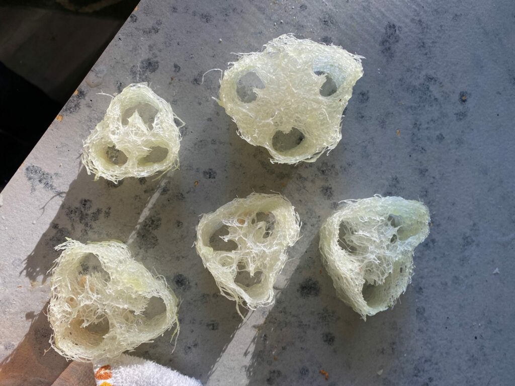 luffa gourd sponges