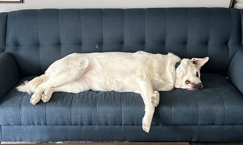 remmy resting on a blue couch