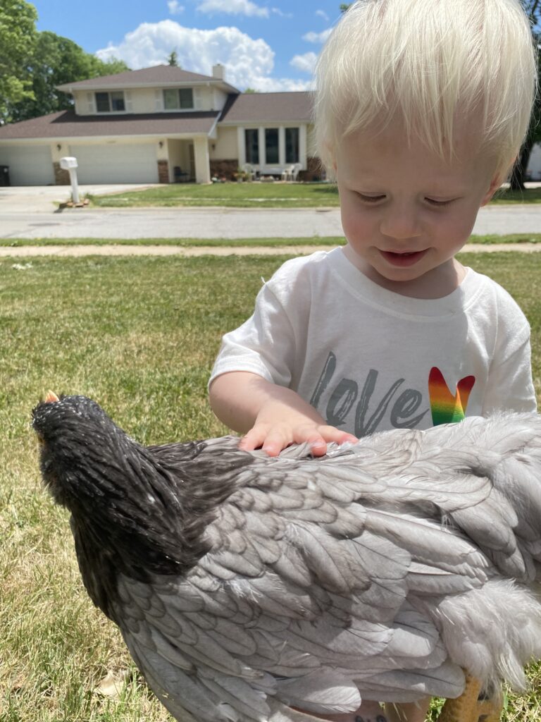 kiddo petting a chicken while talking about chicken questions 