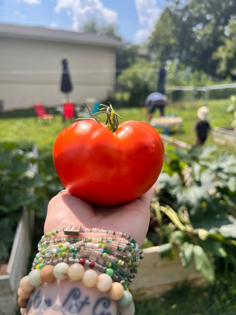 garden tomato